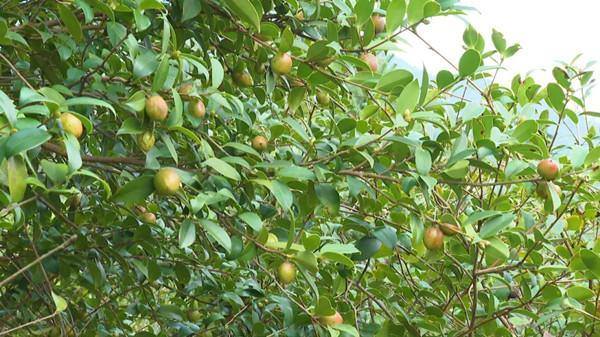 Oil-tea camellia industry in Lishui's Songyang brings prosperity