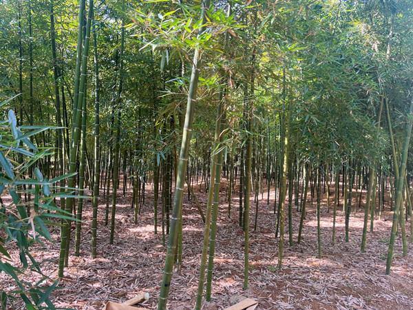 Changshan's edible bamboo shoots deliver fast-growing profits