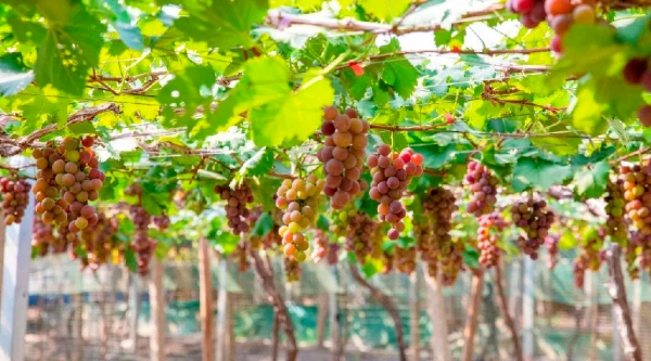 Achieve grape freedom in Jinhua's Pujiang county