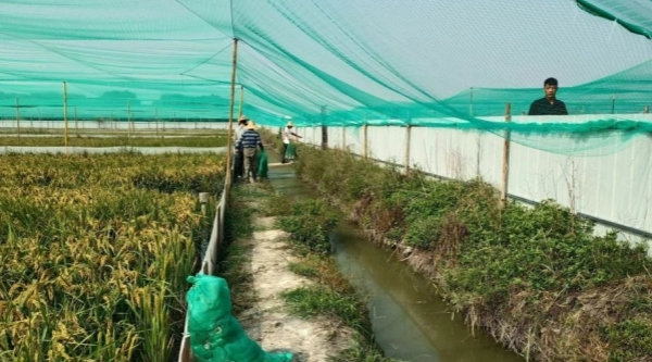 Rice-frog symbiosis model brings bountiful harvest to Huzhou