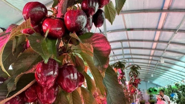 Breakthrough technology enables off-season harvest of sweet cherries in Taizhou