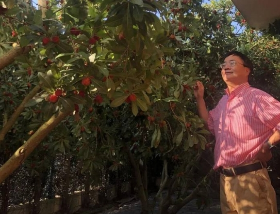 Qingtian waxberry harvested in Spain