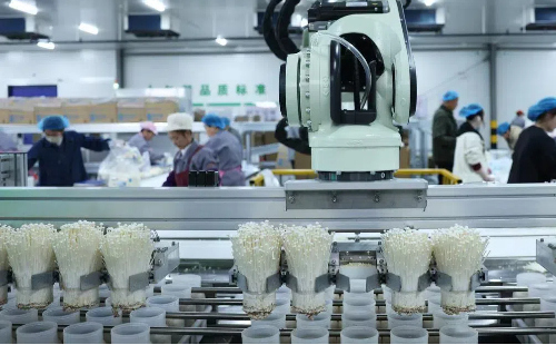 Jiaxing's digital farm grows enoki mushrooms at scale