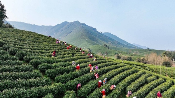 Sip tea culture in Huzhou