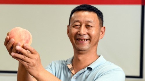 'Peach King' contest unveiled in Cixi