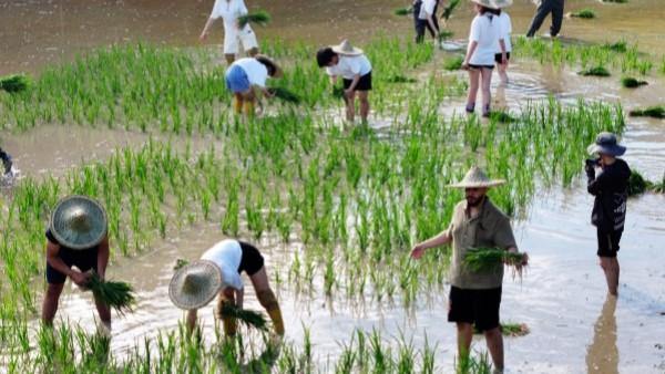 Ningbo University students engage in rice planting in Fenghua village