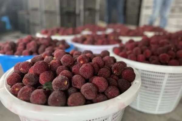 Linhai waxberry