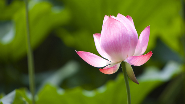 Lotus flowers await in West Lake, ready to bloom