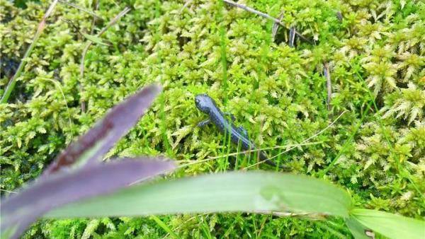 More than 100 sub-adult Anji Salamander released into the wild