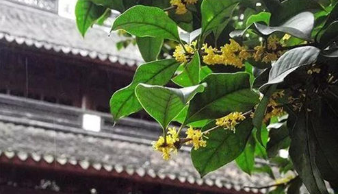 Places to enjoy osmanthus in Ningbo