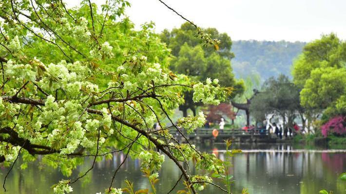 Green cherry blossoms bloom by the West Lake