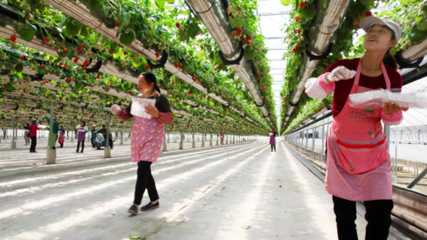 Taizhou farmer grows strawberries in the air