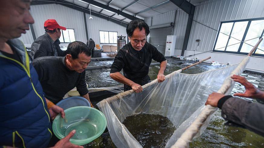 Huwang aquatic fry cultivation base in Baojian Village of Huzhou City