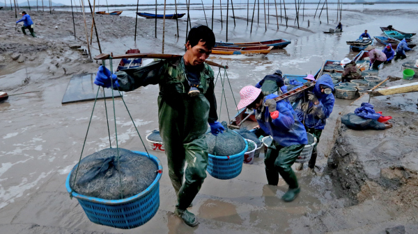 In pics: Fishermen in Sanmen County are busy harvesting razor clams