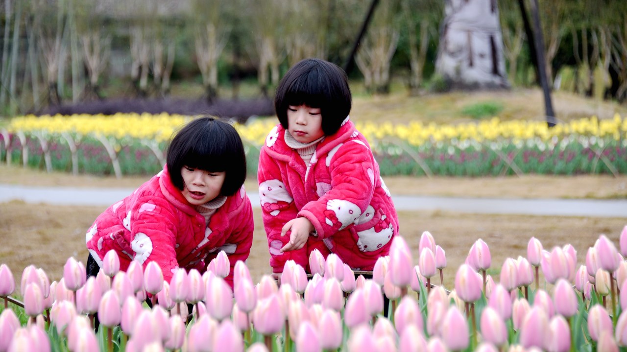 In pics: Tulip blossoms in a park of Xianju County