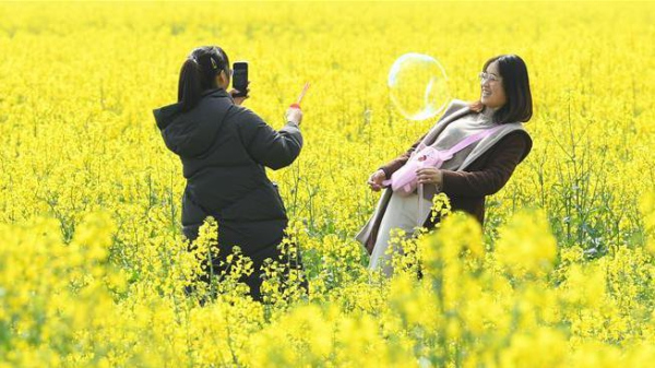 Cole flowers in full bloom in Zhuji City