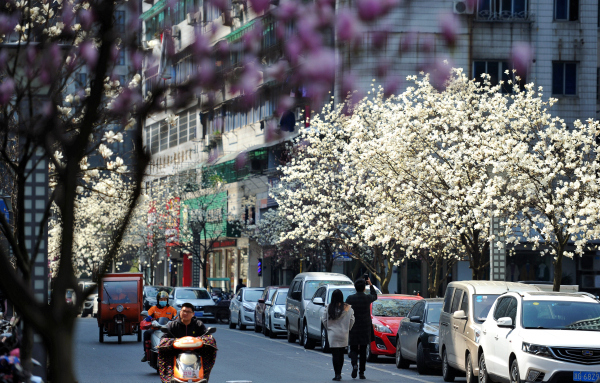 Elegant magnolia flowers glow on the streets in Jinhua