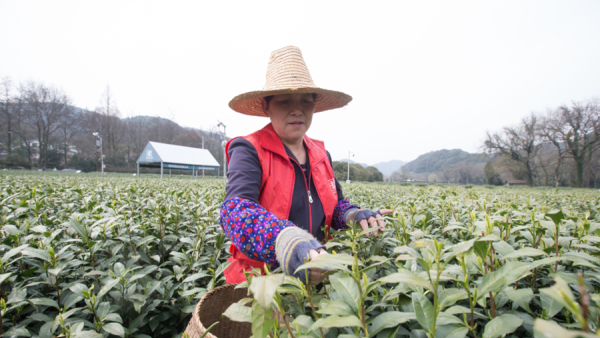 West Lake Longjing tea enters picking season