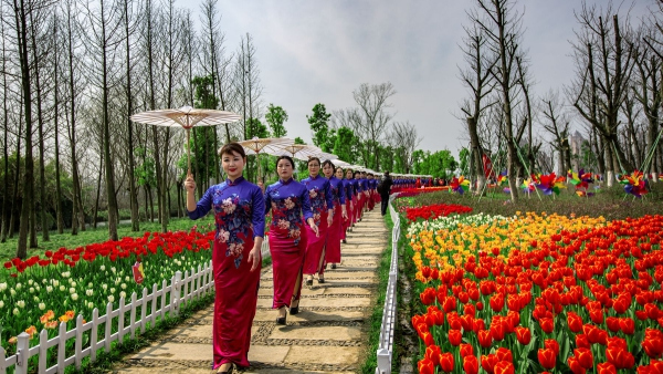 Don't miss seeing 300,000 tulips in peak bloom in Wenling!