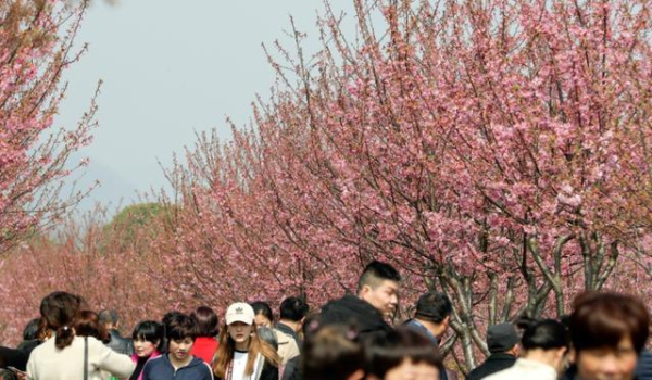 The Cherry Blossom Festival kicks off in Lanxi