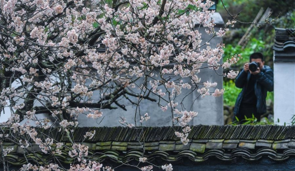 Stunning spring scenery in Jiande City