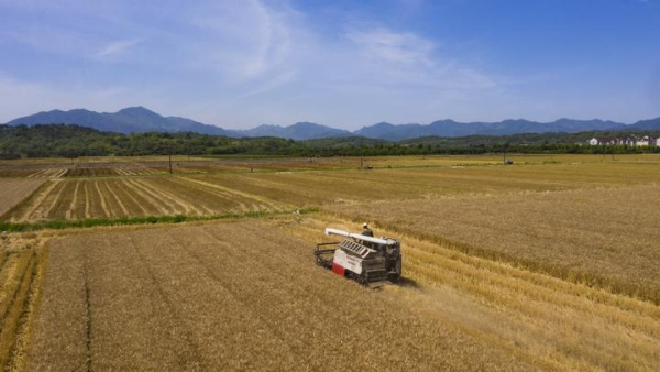 A bird's eye view of biggest wheat field in Shengzhou