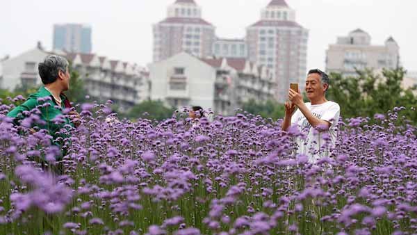 Wildflowers are blooming in Hangzhou