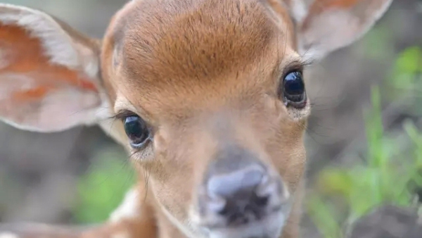 Baby sika deer born in Liangzhu Archeological Park before 