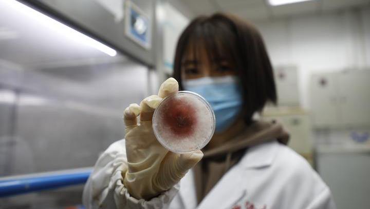 Students of Zhejiang University use fungi to paint