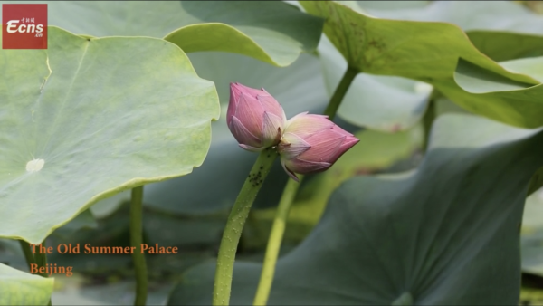 Twin Lotus Flowers Spotted at Old Summer Palace