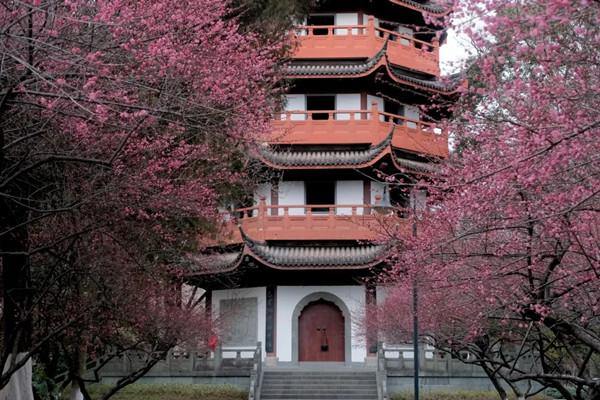 Quzhou enters glorious plum blossom season