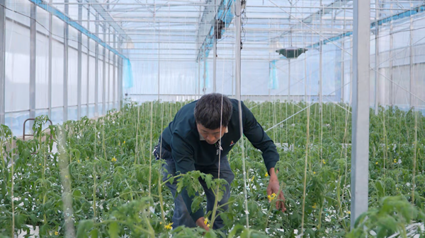 Technology, innovation breathe new life into Lishui specialty agriculture