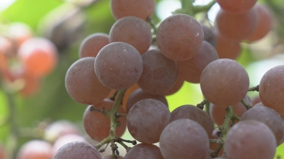 Longquan's summer fruits in full swing