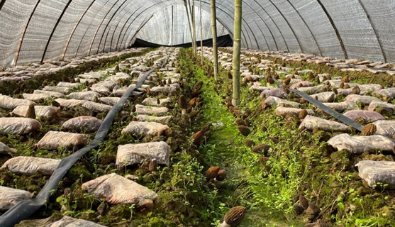 Changshan bolsters hericium mushroom industry