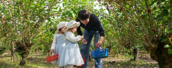 Harvesting sweet mulberries in Linhai