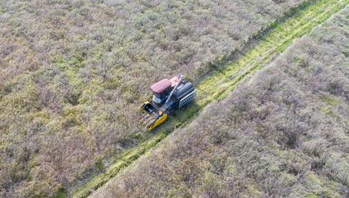 Huzhou's canola fields ready for harvest