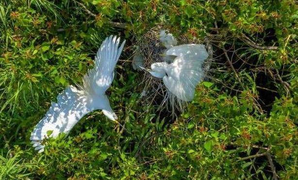 Migratory birds thrive at Hangzhou Bay Wetland