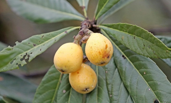 Digital greenhouse brings early harvest for Huangyan loquats