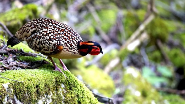 Yellow-bellied tragopan spotted in Baishanzu Nature Reserve