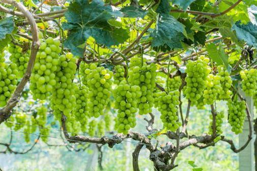 Jiaxing's premium fruits expand exports to Middle East