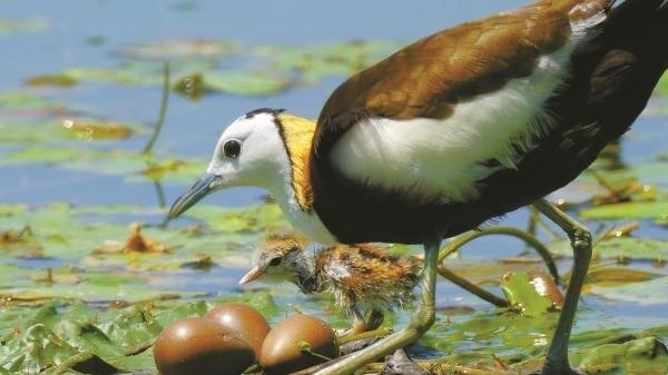 Dongqian Lake emerges as breeding ground for rare birds