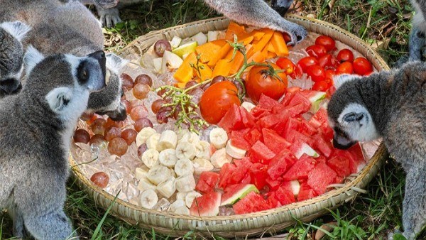 How Hangzhou Safari Park animals beat the summer heat