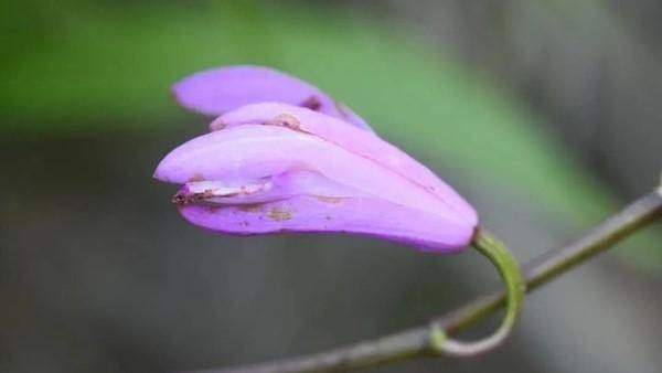 Rare plant species discovered on Nanji Islands