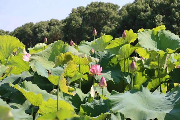 Lotus blossoms in full splendor in Jiaxing