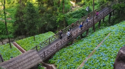 Blooming hydrangeas paint Lishui captivating