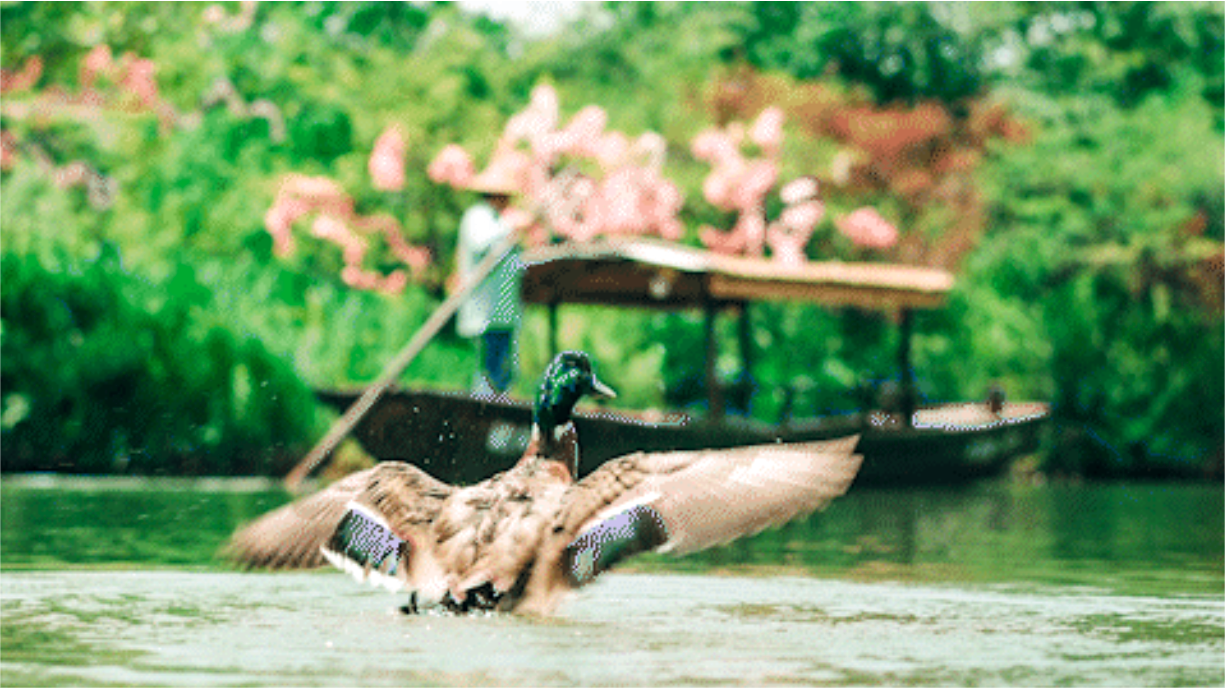 New Scenario | Landscape film showcases the beauty of Xixi Wetland