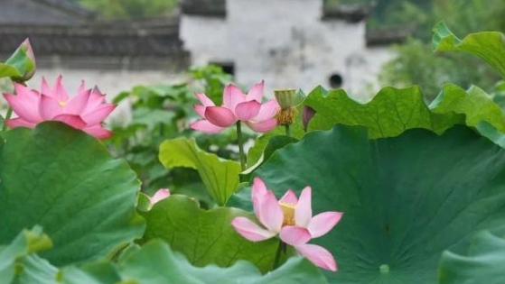 Jinyun's lotus flowers in full bloom