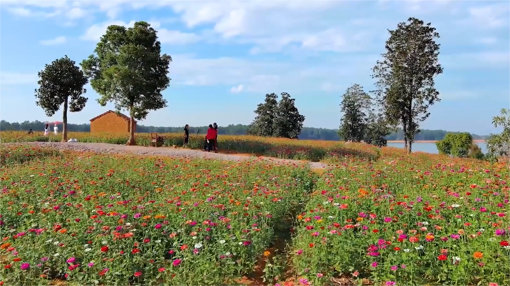 This sea of flowers is as beautiful as a painting, come and see it!