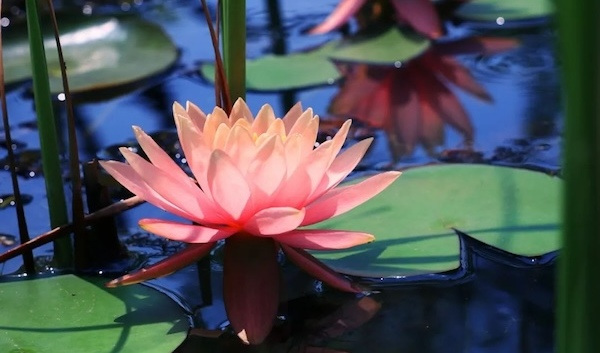 Wenzhou's Yangfushan Park awash in color as water lilies bloom