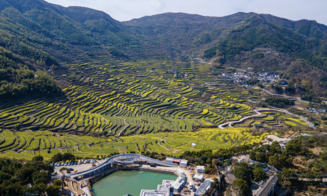 Canola flower opened in Shangyu millennium terraces
